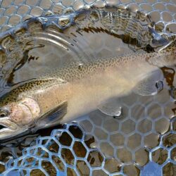 久しぶりのフライフィッシングだったが…　～岡崎トラウトポンド～